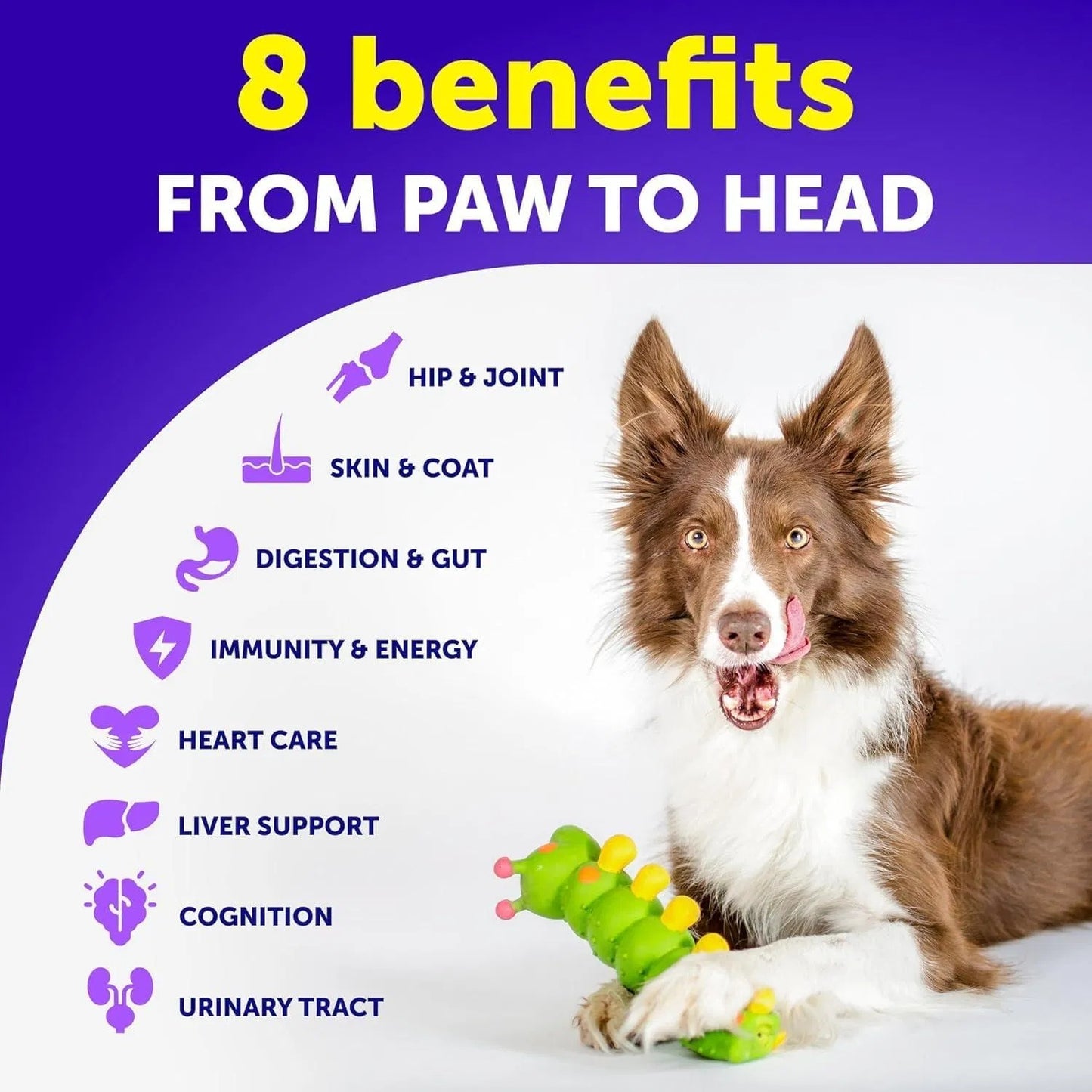 Dog with a chew toy on a white background, featuring text about health benefits from paw to head.