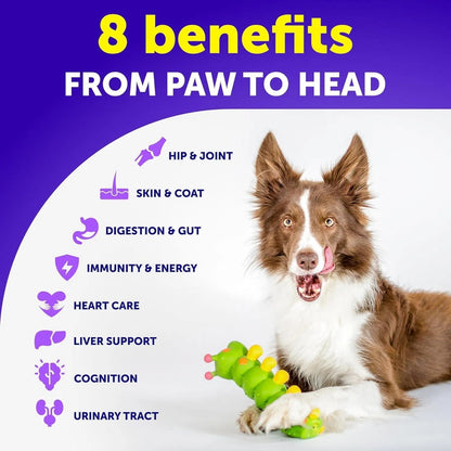 Dog with a chew toy on a white background, featuring text about health benefits from paw to head.