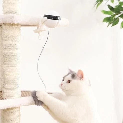 Cat playing with a laser pointer attached to a cat tree