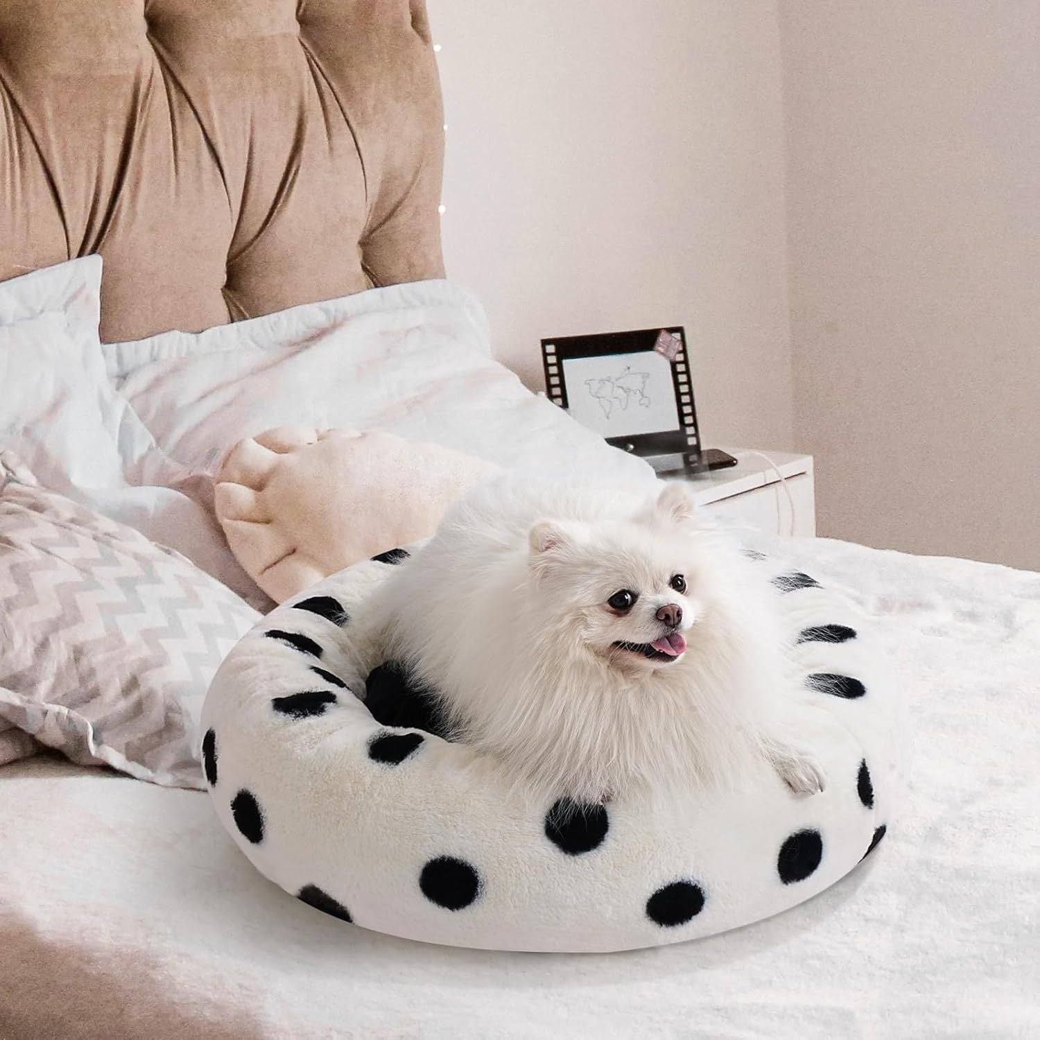 Small white dog on a polka dot pet bed in a bedroom setting