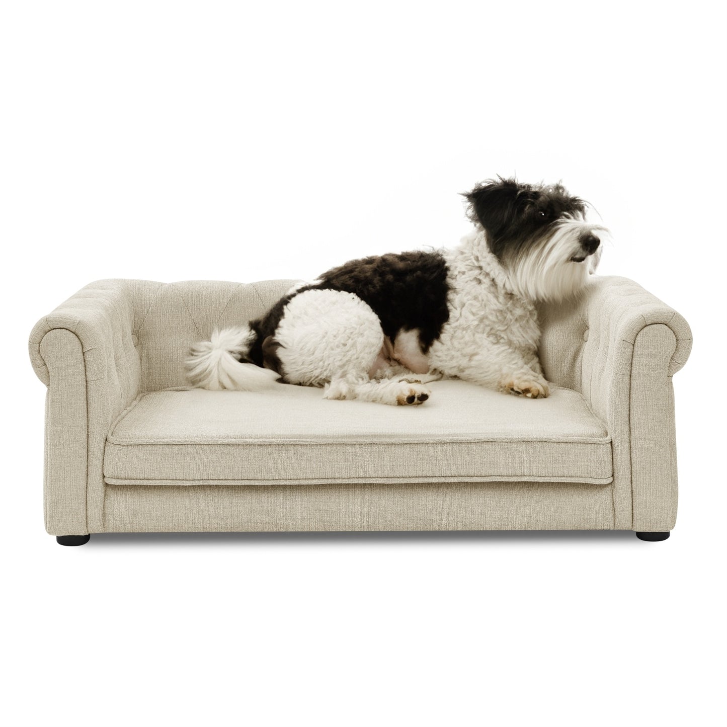 Dog sitting on a small beige sofa against a white background