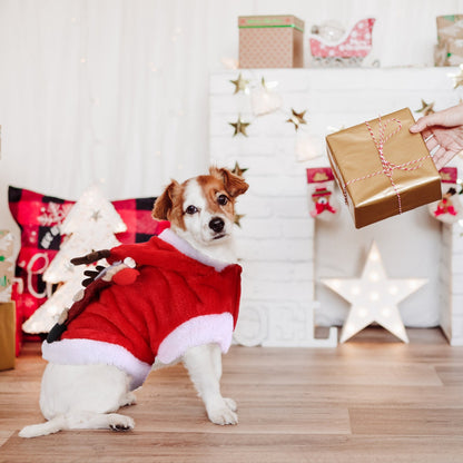 Dog in a Santa outfit holding a gift in a festive indoor setting with Christmas decorations.