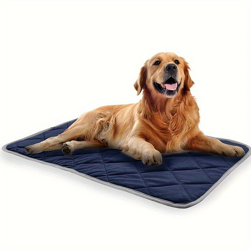 Dog lying on a blue quilted mat with a white background